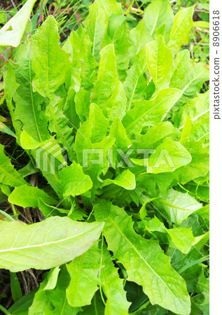 Young leave looks tasty Young leave looks tasty 8906618