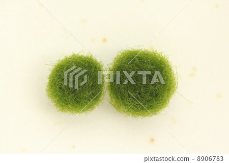 Marimo 8906783