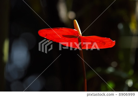 Anthurium Anthurium 8906999
