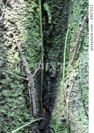 Togetanafushi 8907021