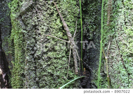 Togenanafushi Togenanafushi 8907022