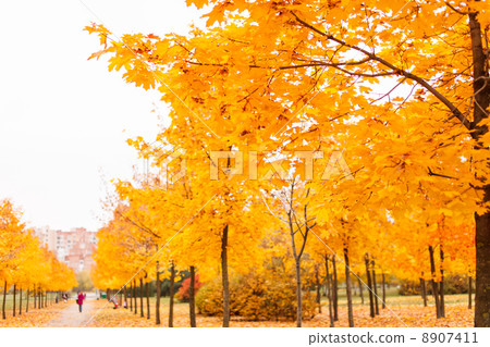 autumn park 8907411