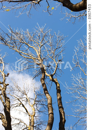 autumn trees autumn trees 8907453