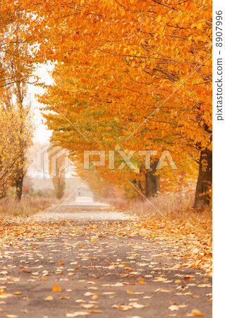 Autumn alley 8907996