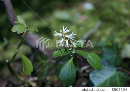 图库照片 顶花板凳果 亮绿色 荨麻酒色