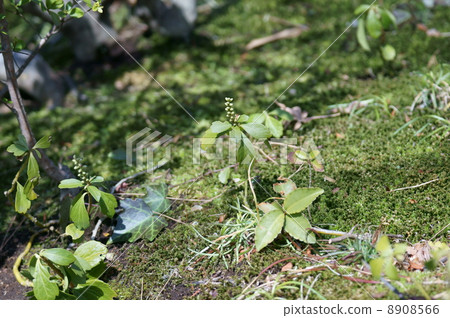 My name is Fuchuzuki Hokusai. My name is Fuchuzuki Hokusai. 8908566