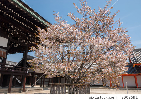 Kyoto Imperial Palace Shrine Plaza Cherry Blossoms Kyoto Imperial Palace Shrine Plaza Cherry Blossoms 8908591