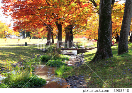 Autumn of Shingen breakwater, autumn leaves, park 8908748