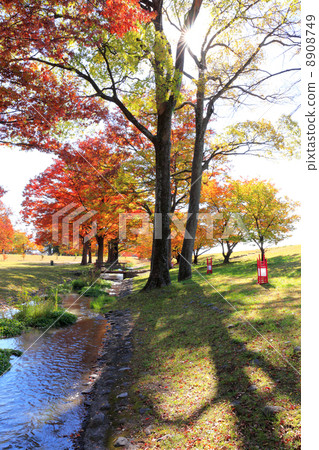 Shingen防波堤的秋天 8908749