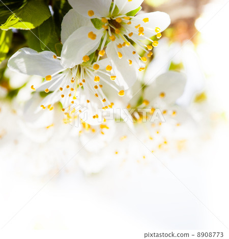 Spring bokeh Spring bokeh 8908773