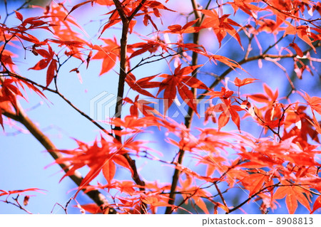 Autumn leaves 17 8908813