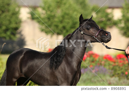 American miniature horse standing 8908891