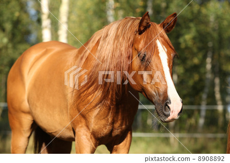 Portrait of gorgeous arabian horse Portrait of gorgeous arabian horse 8908892