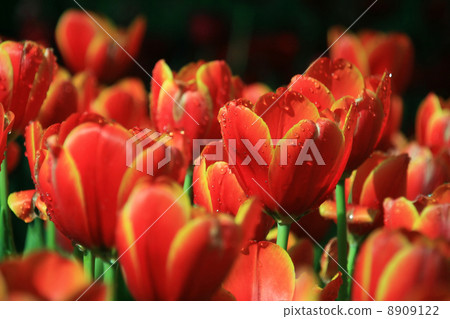 tulip field tulip field 8909122