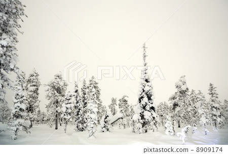 Forest Winter at night Forest Winter at night 8909174