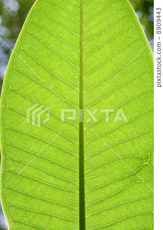 Leaf Texture 8909443