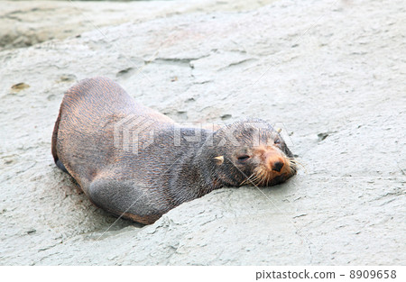 sleepy seal 8909658