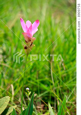 wild tulip on meadows 8909758