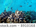 Underwater world at Maldives. 8910168