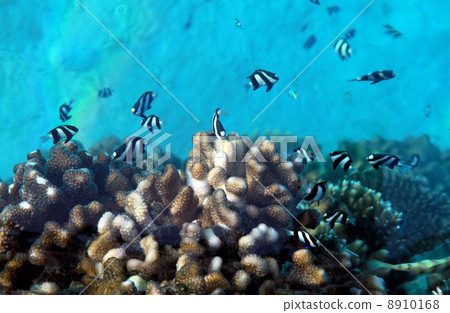 Underwater world at Maldives. Underwater world at Maldives. 8910168
