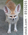 Fennec 8 8910293