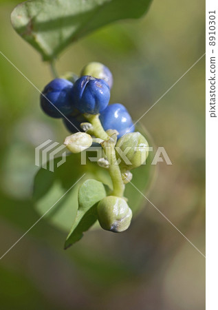 Fruit of Ishikawa 8910301