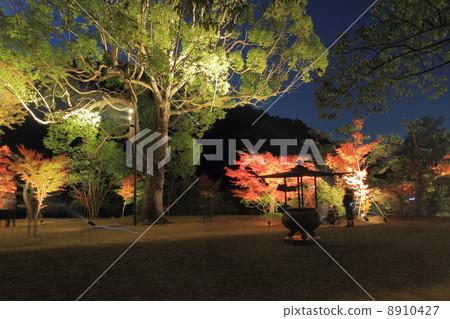 白水Amidado 8910427