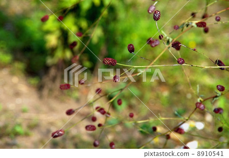 Akira Kureemokou花 8910541