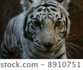 tiger, tigers, white tiger 8910751