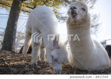 During meal During meal 8911545