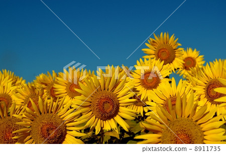 Sunflower and sky 8911735
