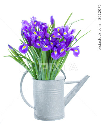 blue irise flowers in watering can 8912073