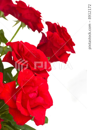 fresh red roses close up fresh red roses close up 8912172