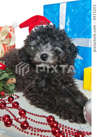 The small puppy of a poodle with New Year's gifts The small puppy of a poodle with New Year's gifts 8913201