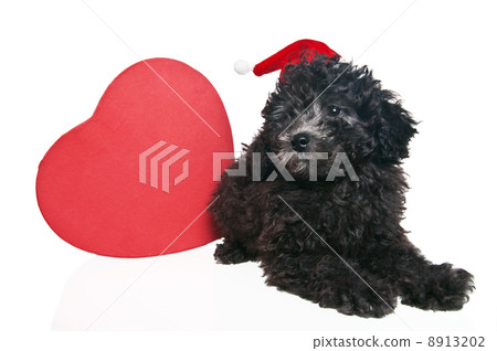 The small puppy of a poodle with New Year's gifts The small puppy of a poodle with New Year's gifts 8913202