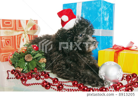 The small puppy of a poodle with New Year's gifts The small puppy of a poodle with New Year's gifts 8913205