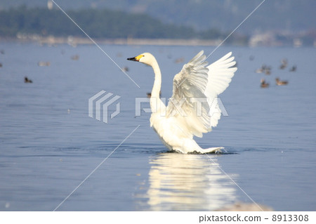 Swan in Lake Biwa Stretches out while flapping Swan in Lake Biwa Stretches out while flapping 8913308