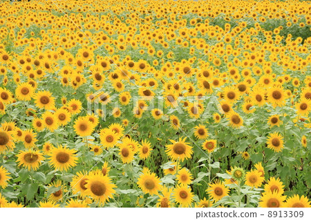 Sunflower field Sunflower field 8913309