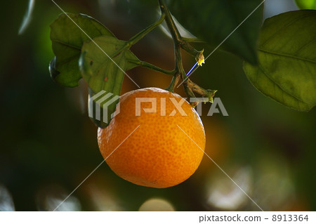 Fruit fruit mandarin oranges 8913364