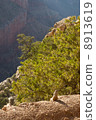 Grand Canyon  8913619