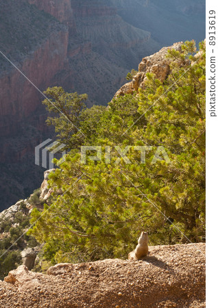 Grand Canyon Grand Canyon 8913619