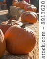 pumpkin 8913620