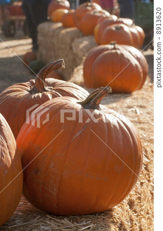 pumpkin pumpkin 8913620