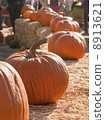 pumpkin 8913621
