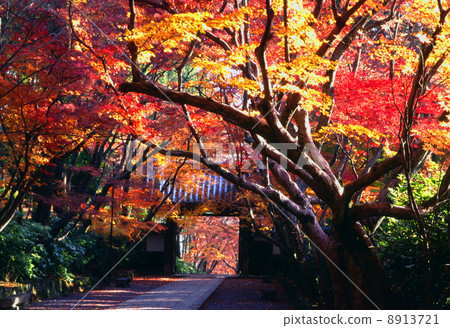 京都Komyoji秋葉 8913721