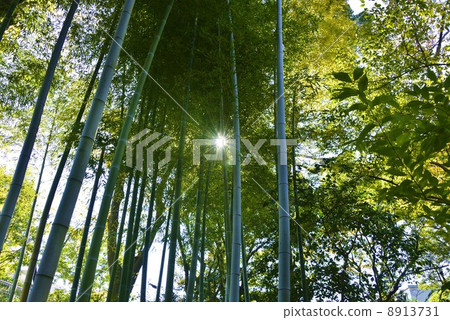 City bamboo grove 8913731