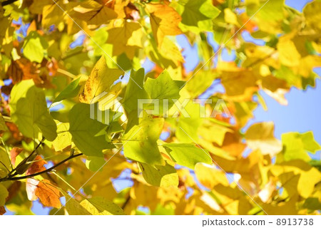 多彩的枯葉 8913738