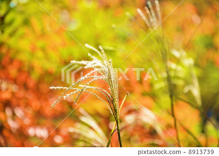 Autumnal leaves and Susuki 8913739