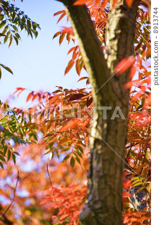 Mukojima Hyakuen Garden in early winter 8913744