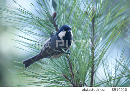 You can stop on a pine needle from a small snake of Hinagara Higara. 8914010